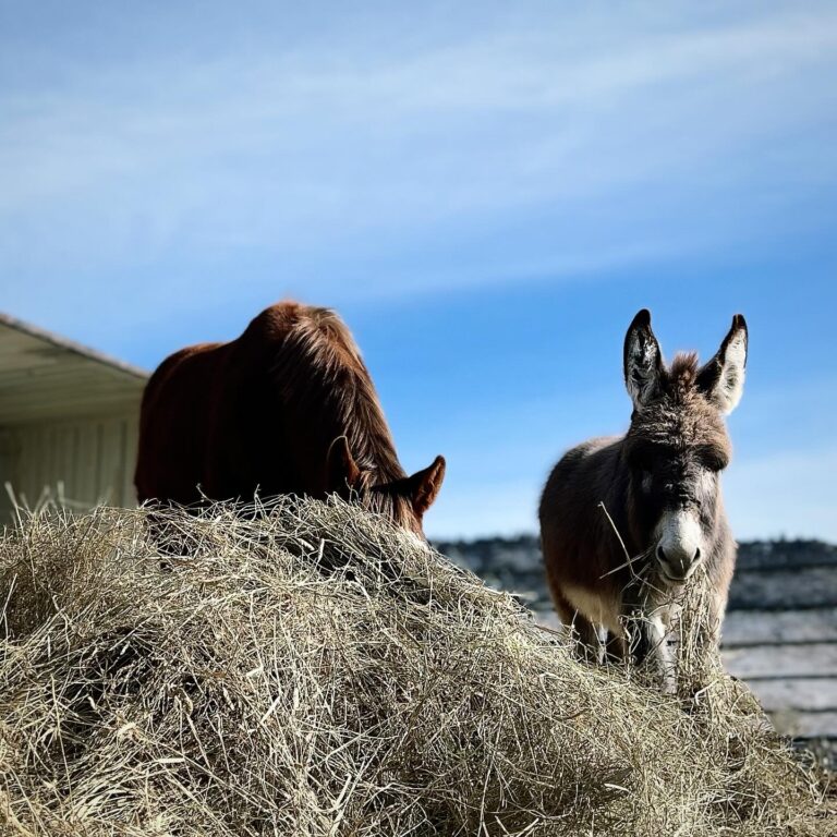 421756228 18412288936040512 296729440705215042 n 768x768