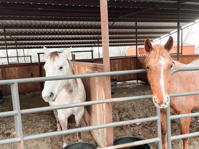 422554902 357571997171564 7365439083083797426 n 768x576