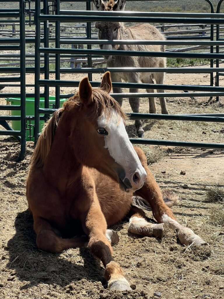 445372739 1003691191757420 2450159141194177605 n 768x1024