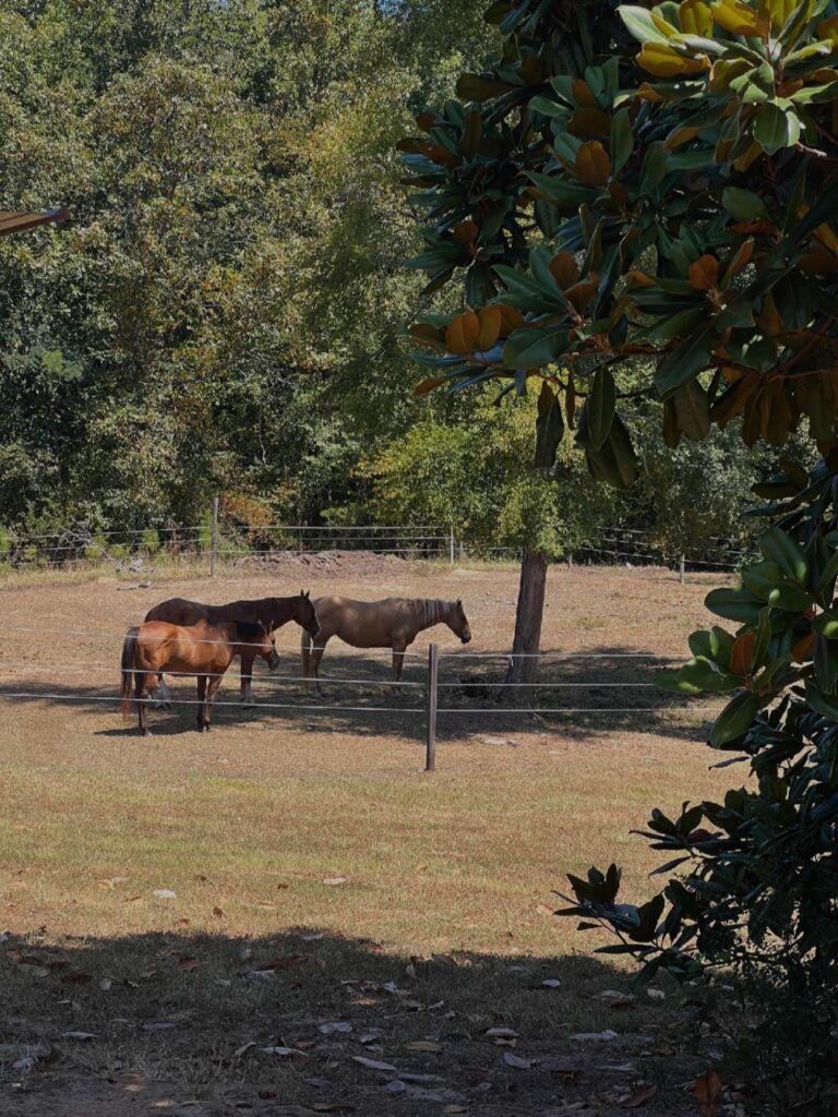 457258904 487947363996468 7976820570014357806 n 768x1024