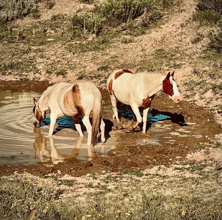 457287229 17984425739713717 1877831720552810203 n 768x761