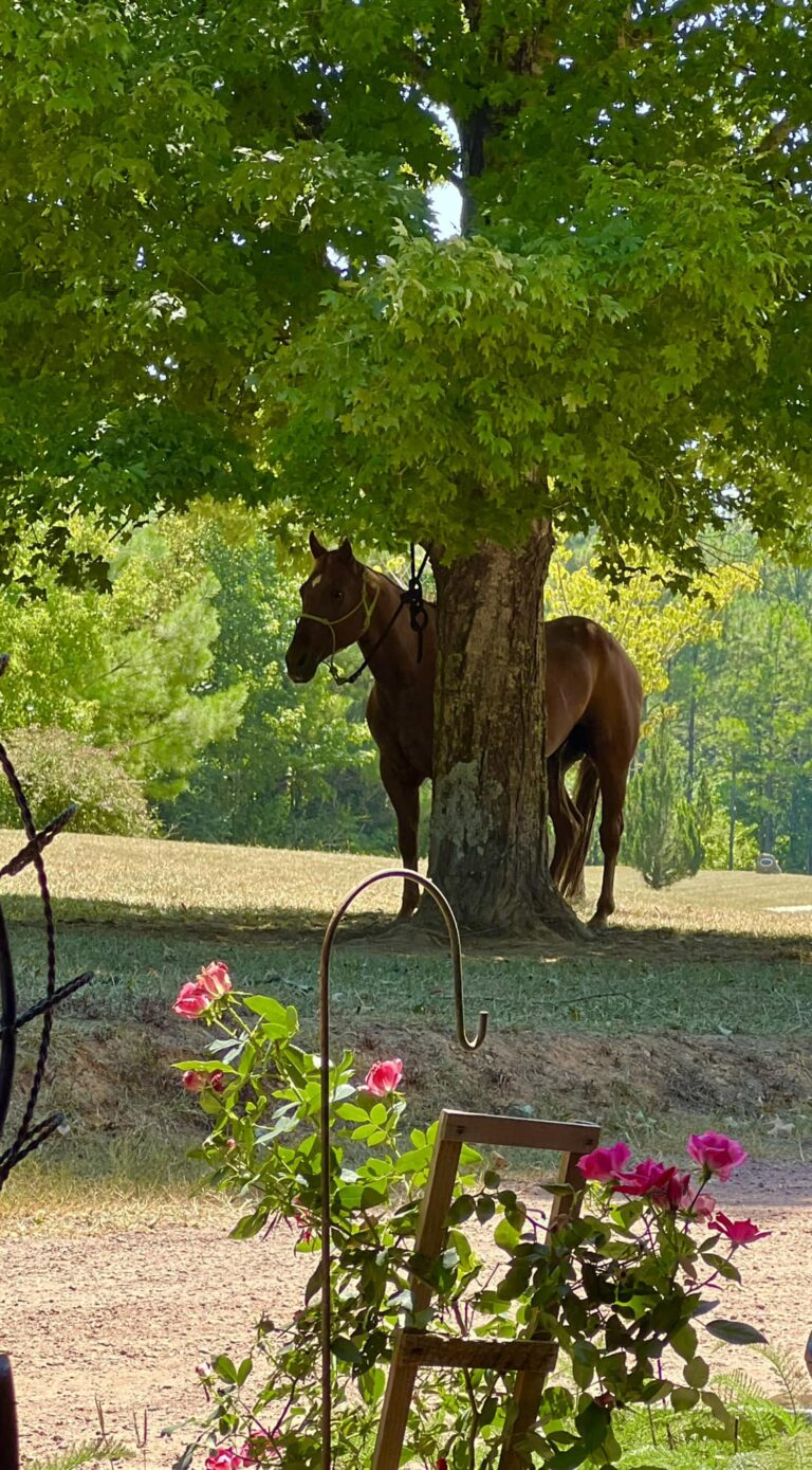 459095674 496989156425622 1634995860913327037 n 768x1389