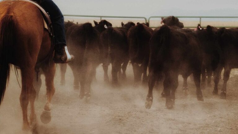 460049827 1301081997918338 8344447277145528226 n 768x432