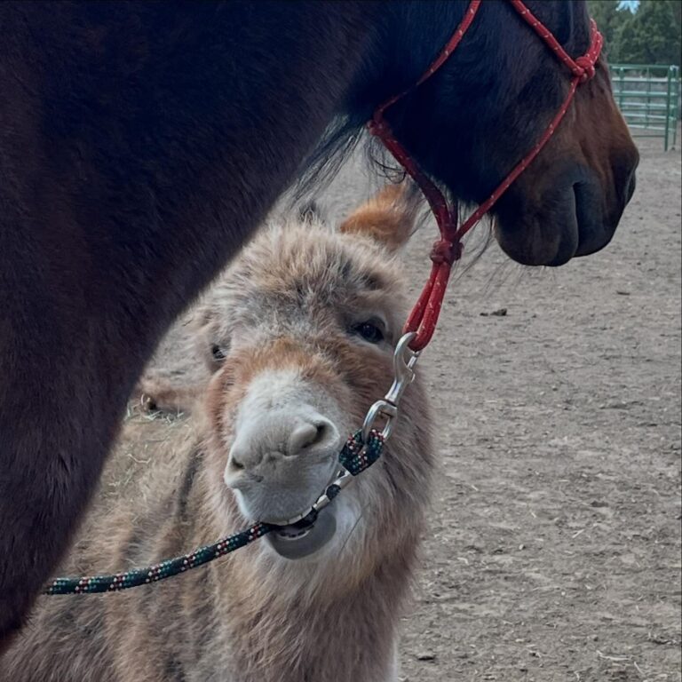 460447946 544194295036594 7340832652681042349 n 768x768