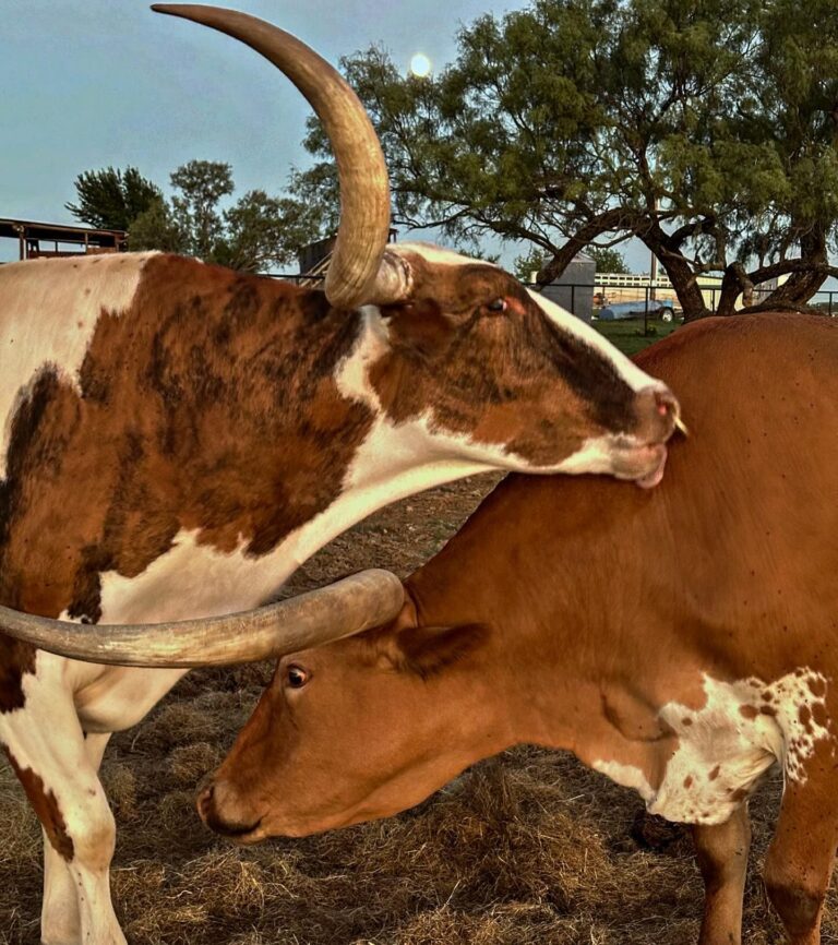 461153196 18455875450037033 330513954692920773 n 768x866