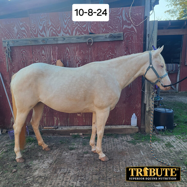 462615966 600735835611509 494631275899047306 n 768x768