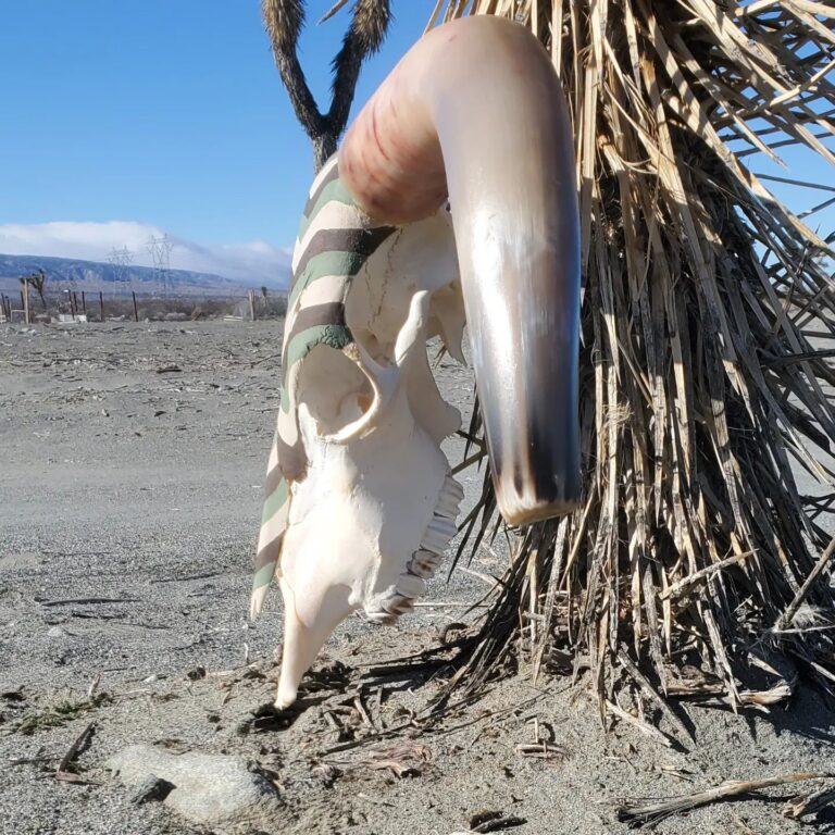 Crazy Mula Skulls7 768x768