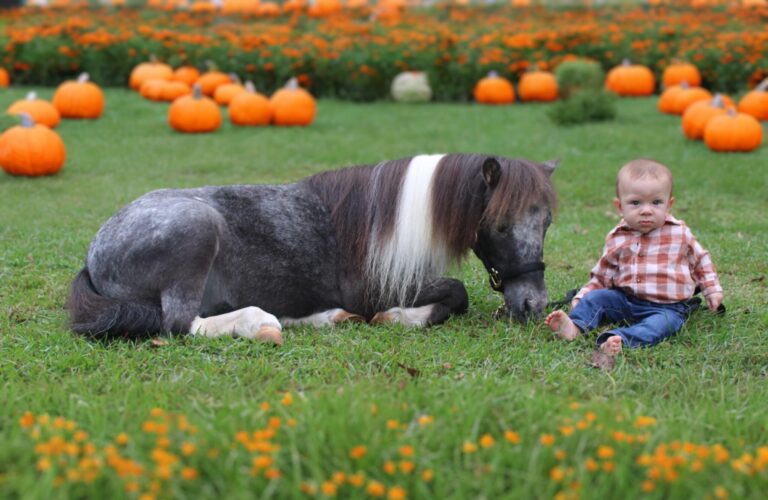 Fernwood Farms4 768x500