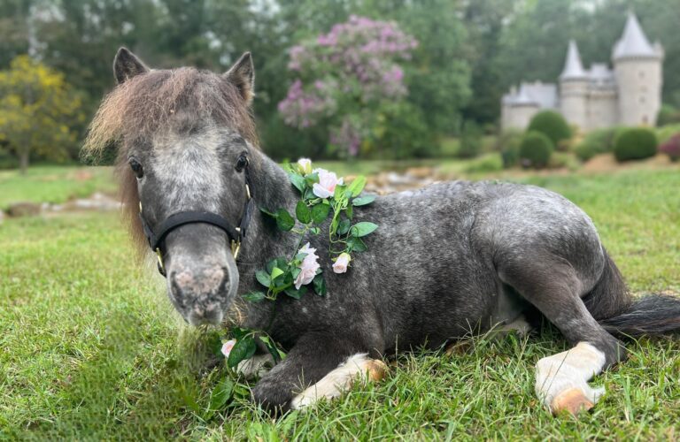 Fernwood Farms6 768x500