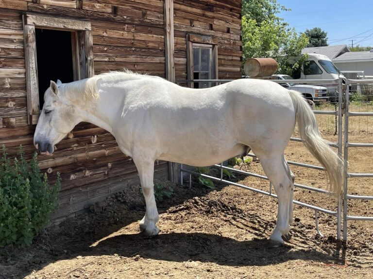 Fife Equine Services4 768x576