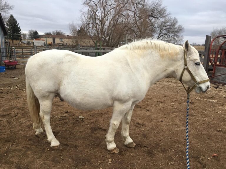 Fife Equine Services5 768x576