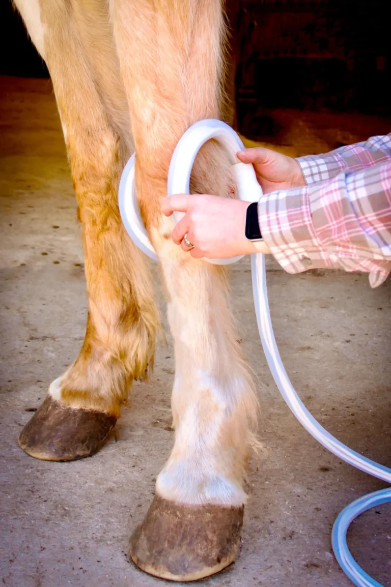 Glitter Cowgirl Equine Services2 768x1154