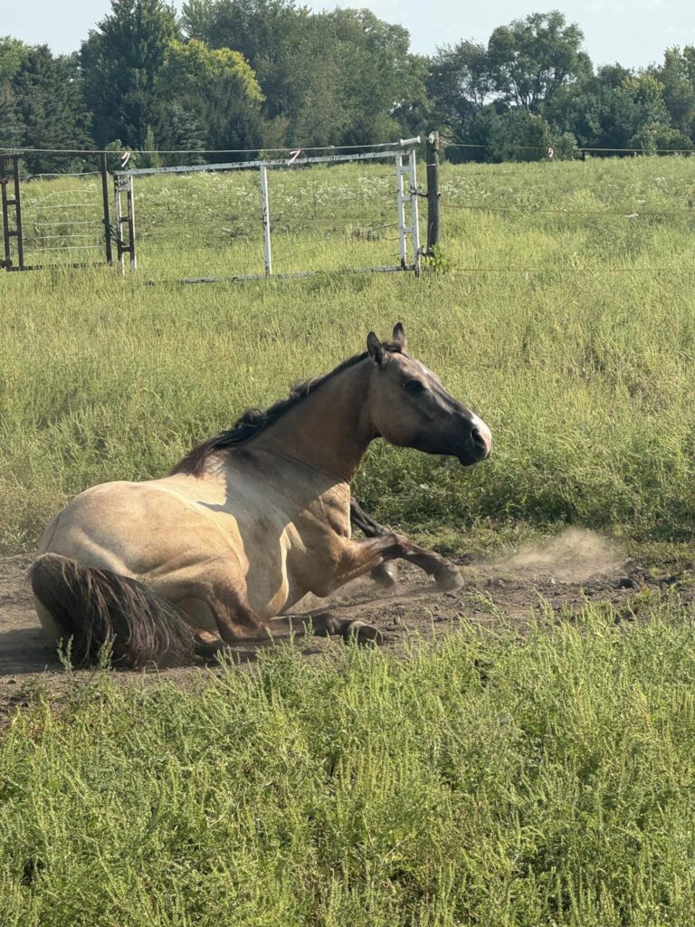 Gray Horse Training1 768x1024