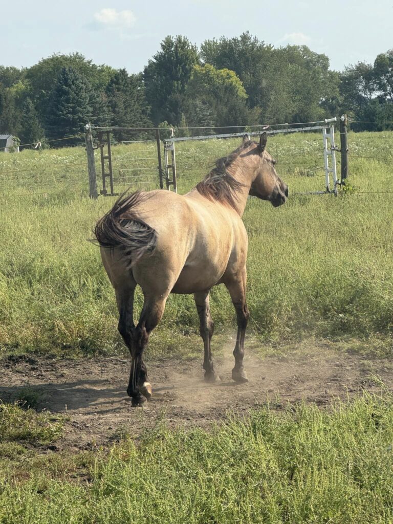 Gray Horse Training2 768x1024
