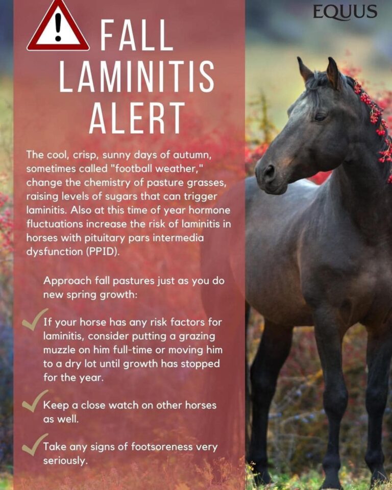 Gray Horse Training3 768x960