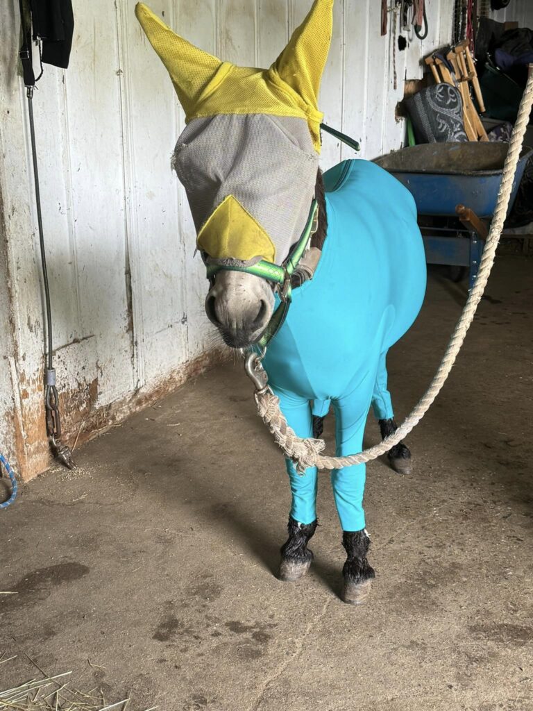 Gray Horse Training5 768x1024