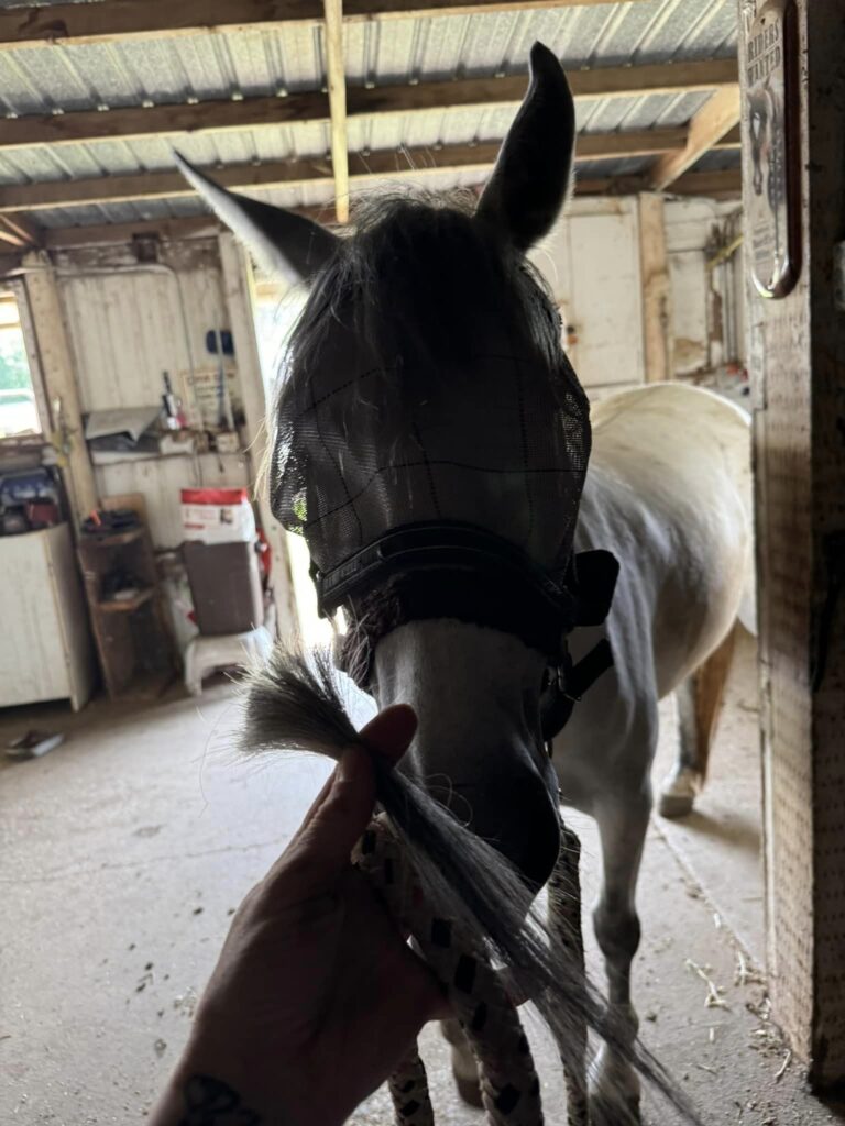 Gray Horse Training6 768x1024