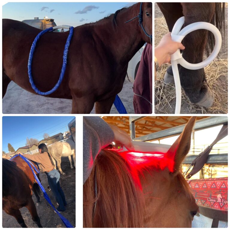 HDH Rejuvenation Wellness2 768x768