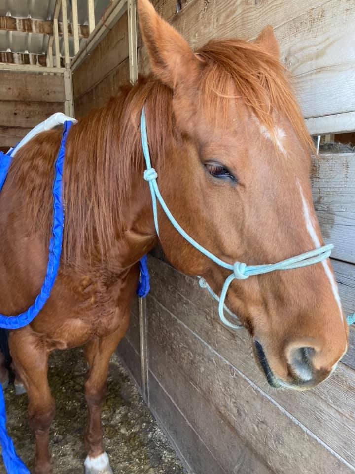 HDH Rejuvenation Wellness4