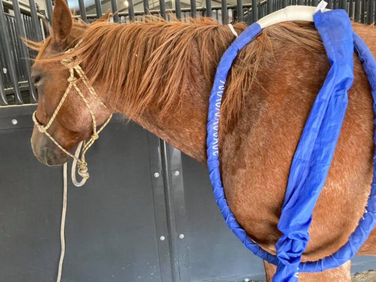 HDH Rejuvenation Wellness6 768x576