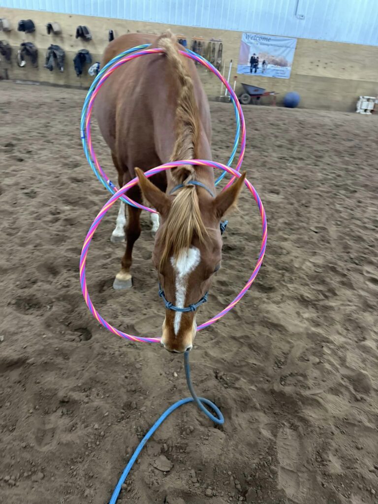 Never Stop Believing Performance Horses6 768x1024