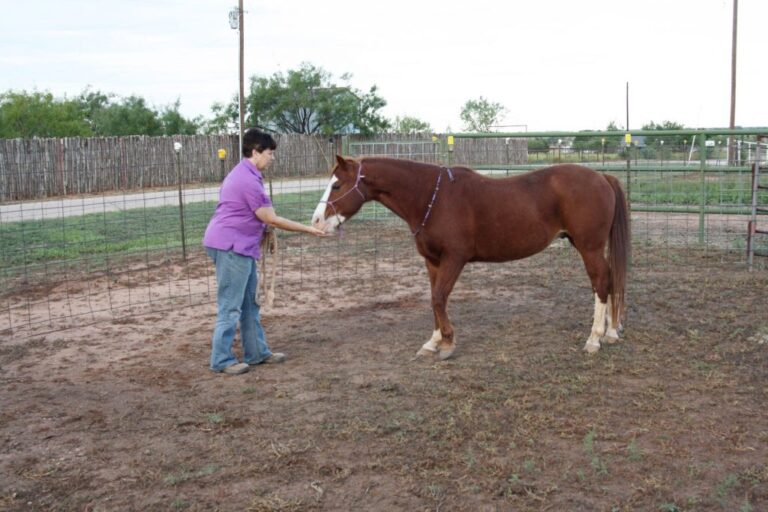 Passionate Horsemanship1 768x512