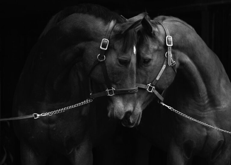 Sally Shaffer Photography4 768x550