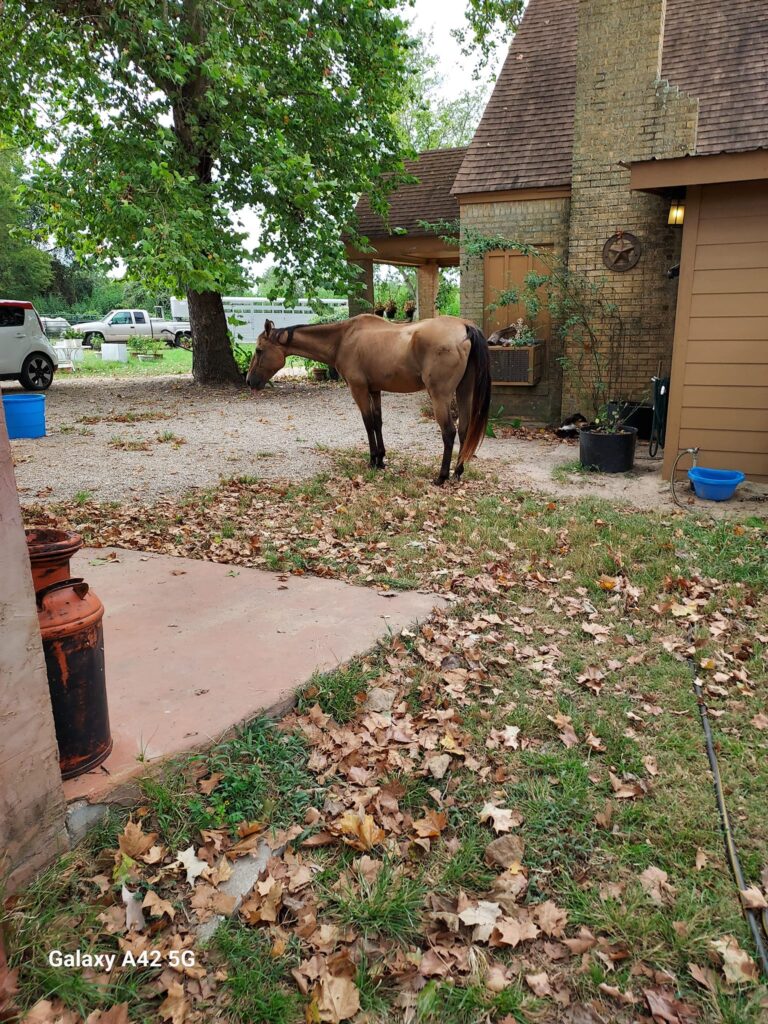 Saving Grace Helping Horses Help Humans5 768x1024