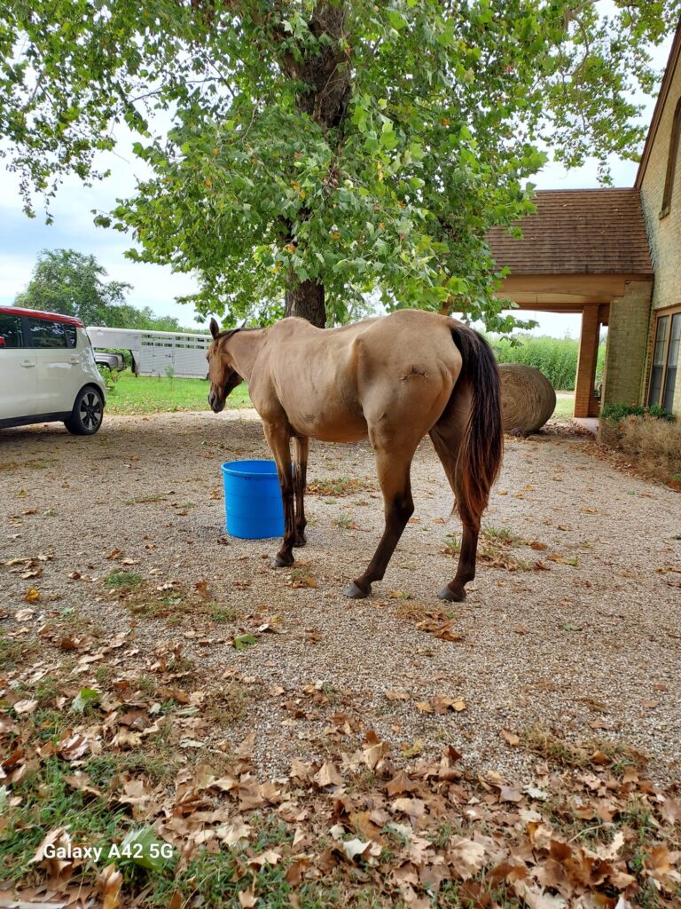 Saving Grace Helping Horses Help Humans6 768x1024