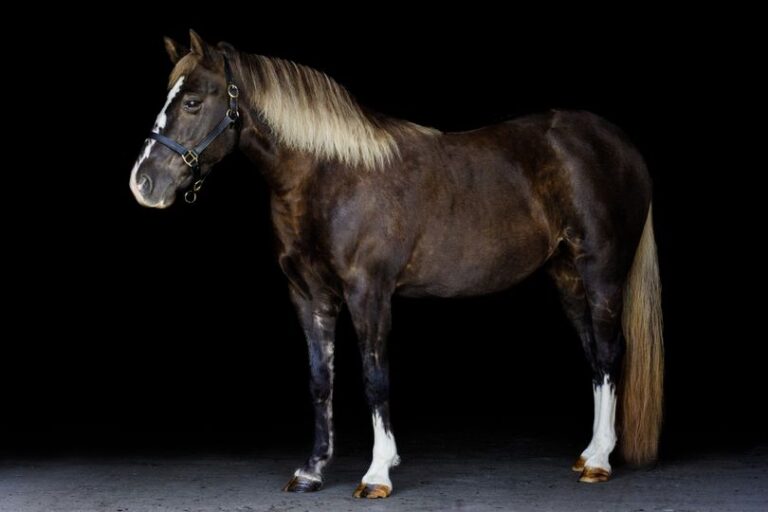 Shannon Doan Photography 1 768x512