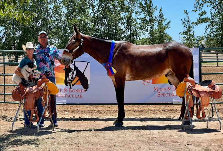 Southwest Show Management3 768x521