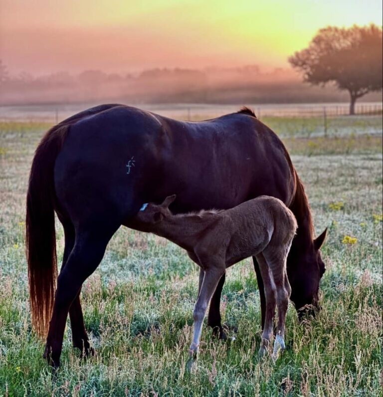 The Horse Barn Connection2 768x796
