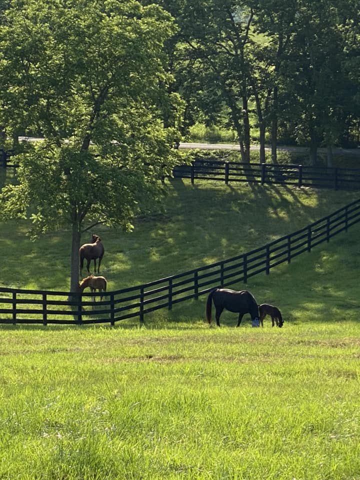 The Horse Barn Connection3