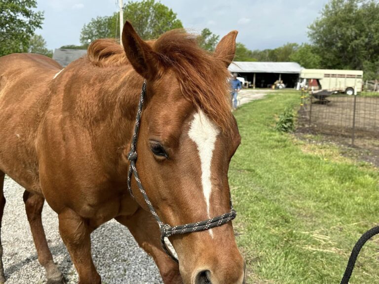 The Paddock Partners3 768x576