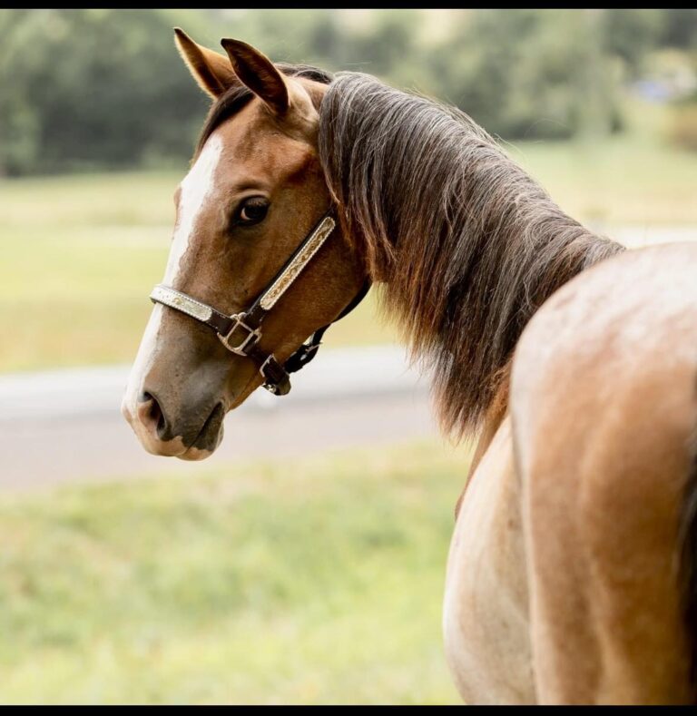 The Paddock Partners6 768x789