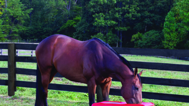 Western Horseman3 768x432