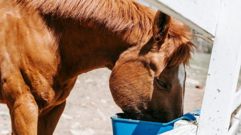 Western Horseman4 768x432