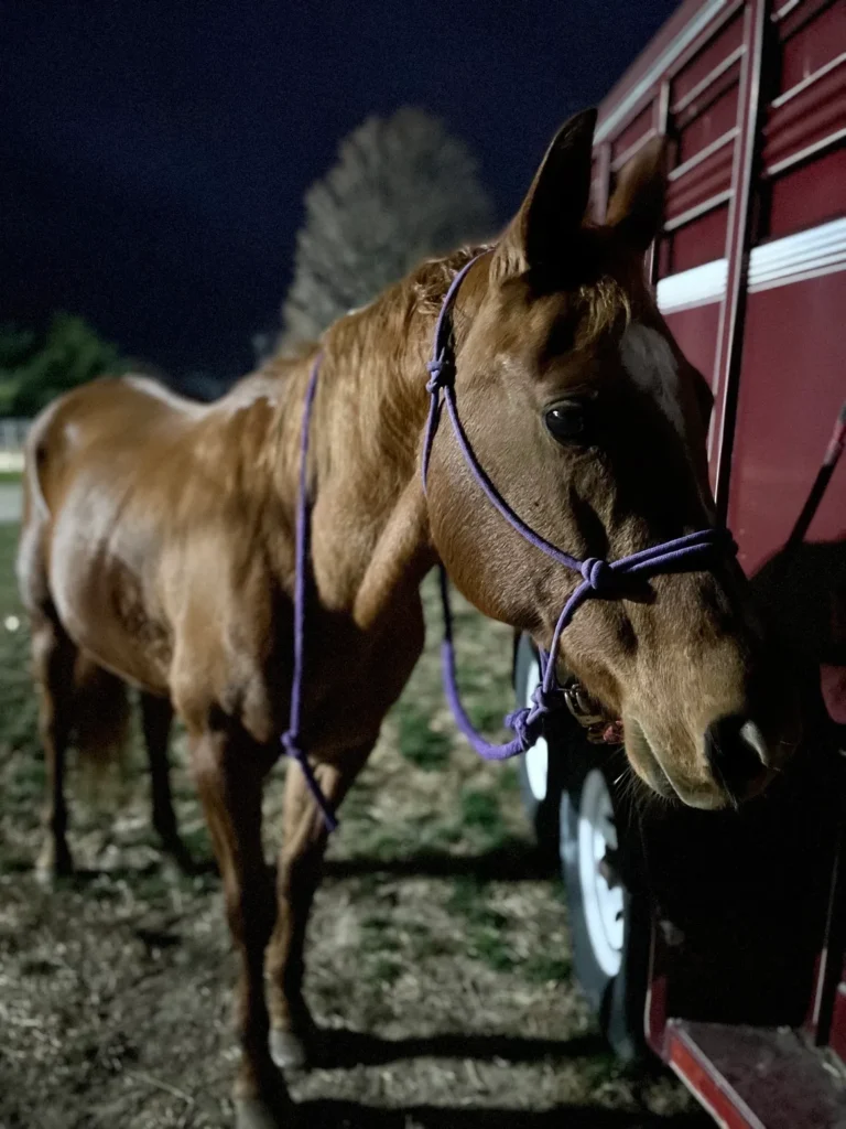 rsw 1160h 1547 768x1024