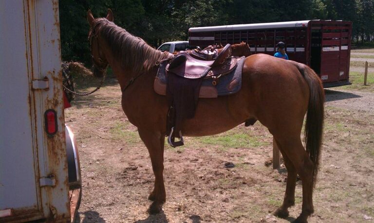 326098035 704080644503104 3526263772867334216 n 768x459