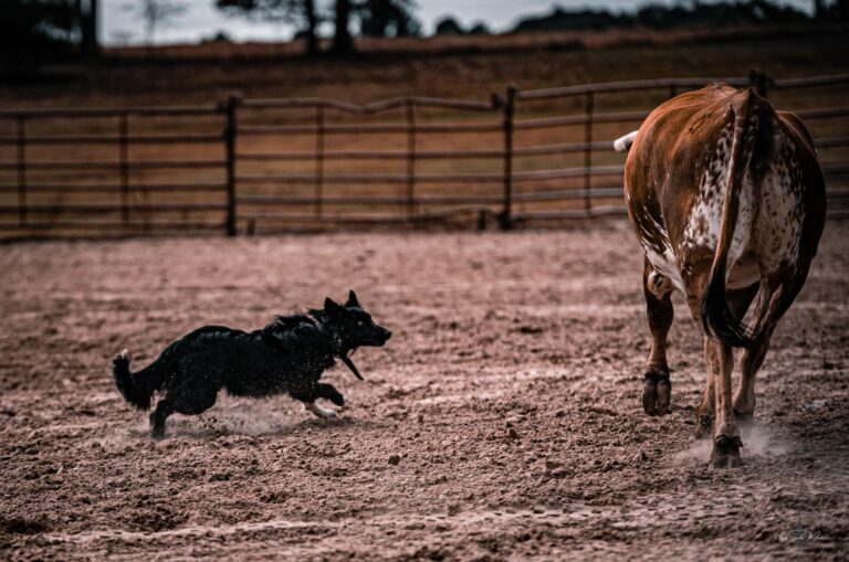 467306267 1107567254703275 6510065226236099390 n 768x509