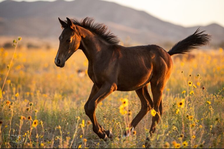 467759976 18229420189303526 945222432552888251 n 768x510