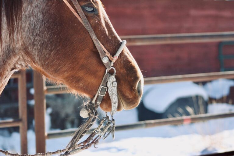 IMG 1021 2048x1365 1 768x512