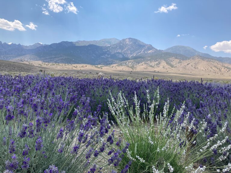 Lav 2022 to west 768x576