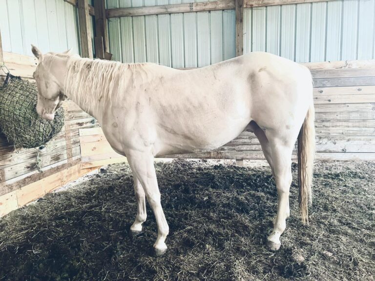 461501485 122117261456469018 2285737492076427605 n 768x576