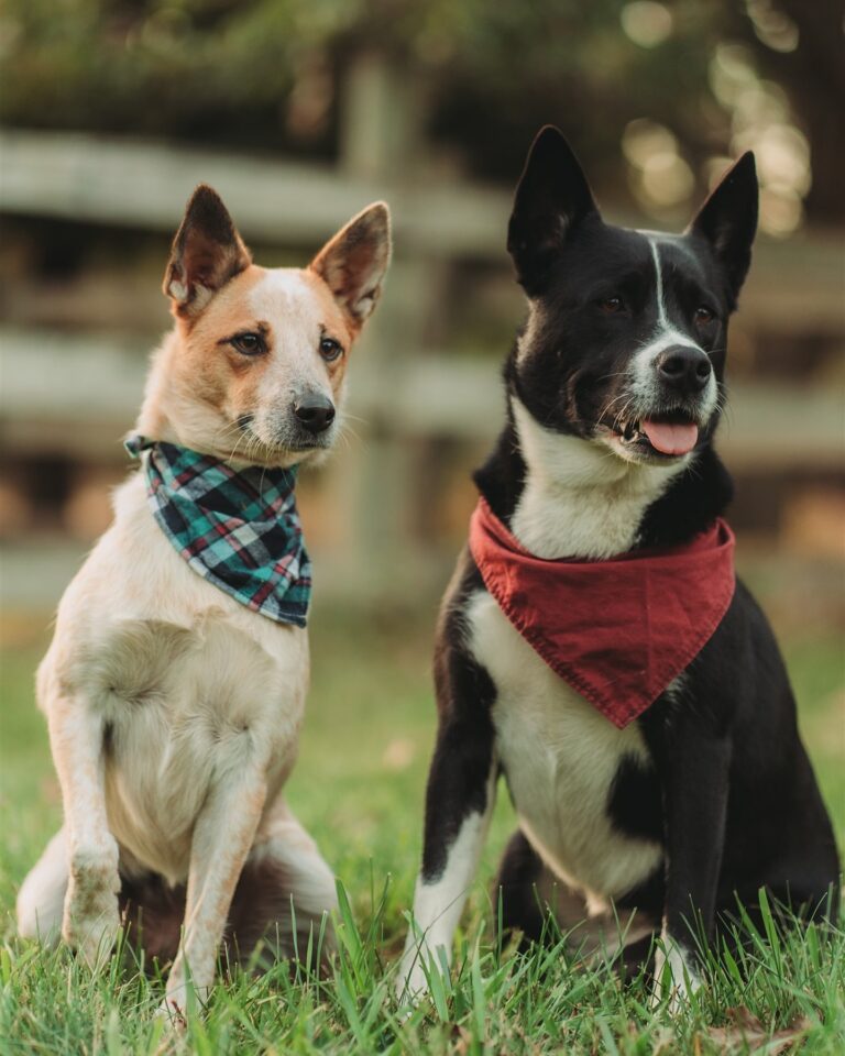 464144775 17867662113233123 1883093228654707574 n 768x960