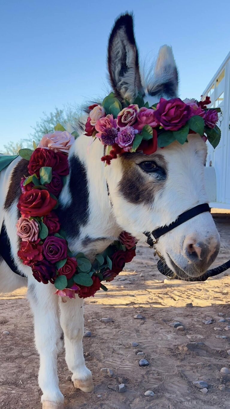 466130892 579707324571406 1578621735041248354 n 768x1365