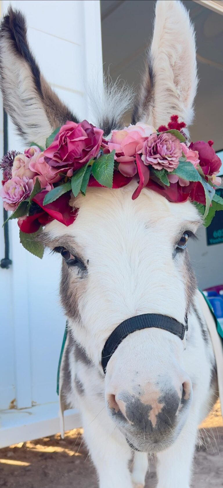 466996096 582911407584331 1955566496304005445 n 768x1677