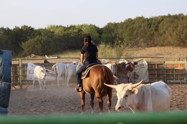 468702065 122159377010284702 2313481637790494632 n 768x512