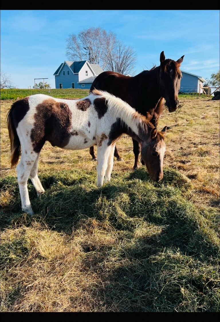 469585912 122128694792469018 8269331770078442911 n 768x1124