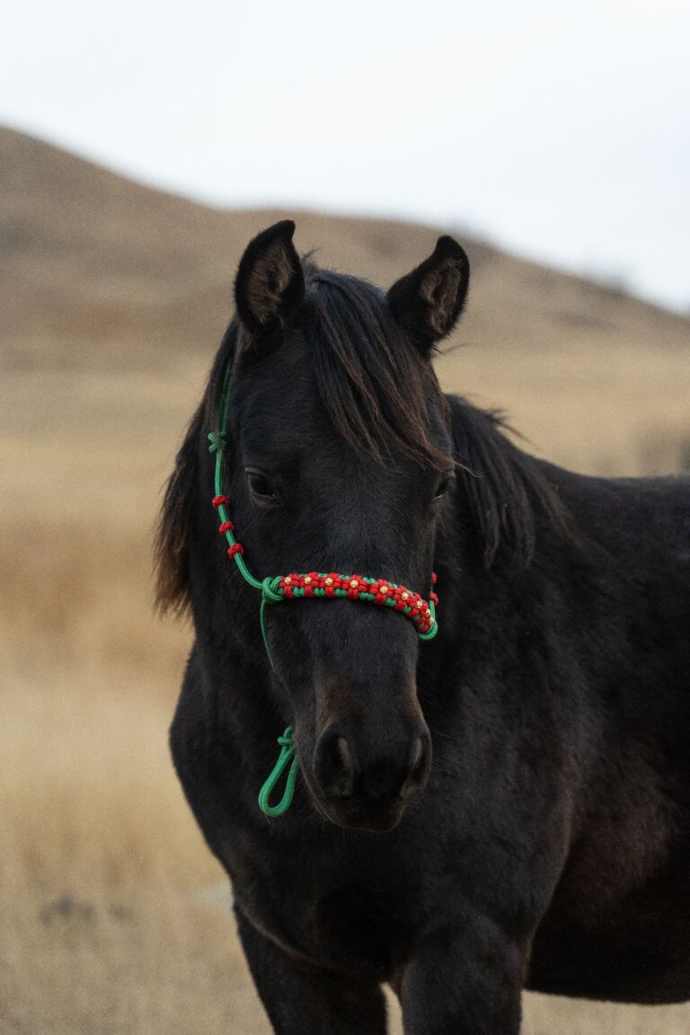 471201313 1334828374606009 2391760987583745586 n 768x1152